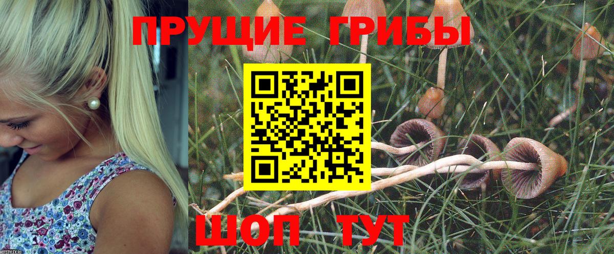 Галлюциногенные грибы Cubensis Кулебаки
